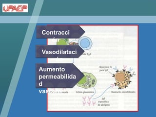 Contracci
   ón

Vasodilataci
    ón
Aumento
permeabilida
d
vascular
 