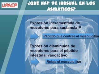 ¿Qué hay de inusual en los
       asmáticos?

Expresión incrementada de
receptores para sustancia P

       Péptido que contrae el músculo liso


Expresión disminuida de
receptores para el péptido
intestinal vasoactivo
         Relaja el músculo liso
 