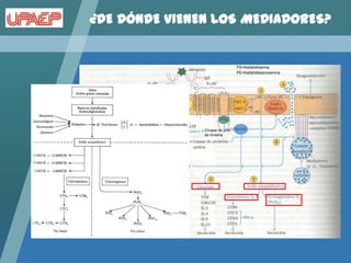 ¿DE DÓNDE VIENEN LOS MEDIADORES?


                                 PS=fosfatidilserina
                                 PE=fosfatidiletanolamina




               Cinasa de prot.
               de tirosina
 