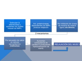 Estimulan la
                            Act. proteincinasas     Por inhibición de cinasa
    adenilciclasa y
                          dependientes de AMPc       de miosina de cadena
 aumentan los niveles
                            produce relajación        ligera (vía directa)
  intracel de AMPc.

                              2 mecanismos


Por secuestro de calcio         Aumentan
      en retículo            conductancia de
    sarcoplásmico         canales K produciendo   RELAJACIÓN DEL MUSC LIS
     (indirectos)          hiperpolarización de
                                 memb.
 