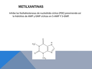 METILXANTINAS
Inhibe las fosfodiesterasas de nucleótido cíclico (PDE) previniendo así
   la hidrólisis de AMP y GMP cíclicos en 5-AMP Y 5-GMP.
 