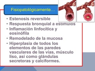 Fisiopatológicamente…

• Estenosis reversible
• Respuesta bronquial a estímulos
• Inflamación linfocítica y
  eosinófila
• Remodelado de la mucosa
• Hiperplasia de todos los
  elementos de las paredes
  vasculares de las vías, músculo
  liso, así como glándulas
  secretoras y calciformes.
 