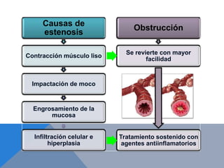 Causas de
                               Obstrucción
     estenosis

                             Se revierte con mayor
Contracción músculo liso
                                    facilidad


 Impactación de moco


  Engrosamiento de la
       mucosa


  Infiltración celular e   Tratamiento sostenido con
        hiperplasia         agentes antiinflamatorios
 