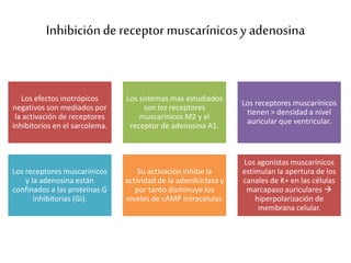 Inhibiciónde receptor muscarínicosy adenosina
Los efectos inotrópicos
negativos son mediados por
la activación de receptores
inhibitorios en el sarcolema.
Los sistemas mas estudiados
son los receptores
muscarínicos M2 y el
receptor de adenosina A1.
Los receptores muscarínicos
tienen > densidad a nivel
auricular que ventricular.
Los receptores muscarínicos
y la adenosina están
confinados a las proteínas G
inhibitorias (Gi).
Su activación inhibe la
actividad de la adenilciclasa y
por tanto disminuye los
niveles de cAMP intracelular.
Los agonistas muscarínicos
estimulan la apertura de los
canales de K+ en las células
marcapaso auriculares 
hiperpolarización de
membrana celular.
 