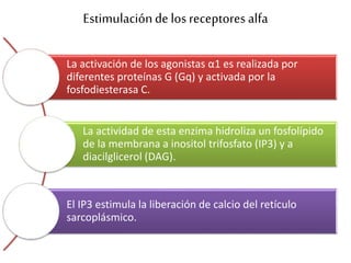 Estimulaciónde losreceptores alfa
La activación de los agonistas α1 es realizada por
diferentes proteínas G (Gq) y activada por la
fosfodiesterasa C.
La actividad de esta enzima hidroliza un fosfolípido
de la membrana a inositol trifosfato (IP3) y a
diacilglicerol (DAG).
El IP3 estimula la liberación de calcio del retículo
sarcoplásmico.
 