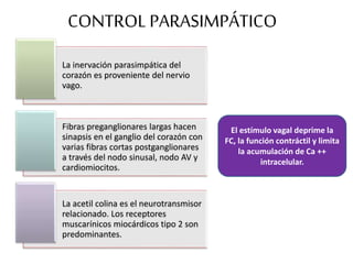 CONTROL PARASIMPÁTICO
La inervación parasimpática del
corazón es proveniente del nervio
vago.
Fibras preganglionares largas hacen
sinapsis en el ganglio del corazón con
varias fibras cortas postganglionares
a través del nodo sinusal, nodo AV y
cardiomiocitos.
La acetil colina es el neurotransmisor
relacionado. Los receptores
muscarínicos miocárdicos tipo 2 son
predominantes.
El estímulo vagal deprime la
FC, la función contráctil y limita
la acumulación de Ca ++
intracelular.
 