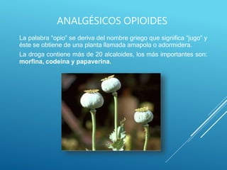 La palabra “opio” se deriva del nombre griego que significa “jugo” y
éste se obtiene de una planta llamada amapola o adormidera.
La droga contiene más de 20 alcaloides, los más importantes son:
morfina, codeína y papaverina.
ANALGÉSICOS OPIOIDES
 