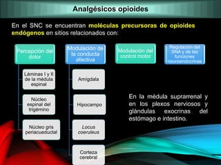 En el SNC se encuentran moléculas precursoras de opioides
endógenos en sitios relacionados con:
Percepción del
dolor
Láminas I y II
de la médula
espinal
Núcleo
espinal del
trigémino
Núcleo gris
periacueductal
Modulación de
la conducta
afectiva
Amígdala
Hipocampo
Locus
coeruleus
Corteza
cerebral
Modulación del
control motor
Regulación del
SNA y de las
funciones
neuroendocrinas
En la médula suprarrenal y
en los plexos nerviosos y
glándulas exocrinas del
estómago e intestino.
Analgésicos opioides
 