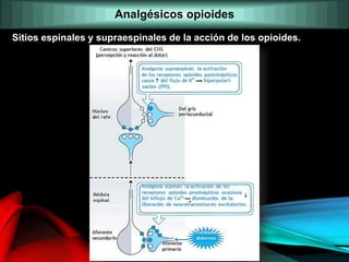 Sitios espinales y supraespinales de la acción de los opioides.
Analgésicos opioides
 