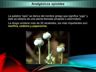 La palabra “opio” se deriva del nombre griego que significa “jugo” y
éste se obtiene de una planta llamada amapola o adormidera.
La droga contiene más de 20 alcaloides, los más importantes son:
morfina, codeína y papaverina.
Analgésicos opioides
 