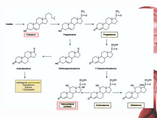 Farmacologia De Los Corticoesteroides