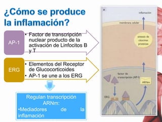 ¿Cómo se produce la inflamación?Regulan transcripción ARNm:Mediadores de la inflamación 