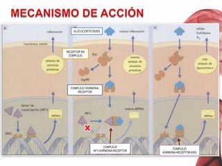 CitocinasMECANISMO DE ACCIÓNHsp90