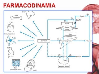 MECANISMO DE ACCIÓNGLUCOCORTICOIDESRECEPTOR EN COMPLEJOCOMPLEJO HORMONA-RECEPTORCOMPLEJOAP1-HORMONA-RECEPTORCOMPLEJOHORMONA-RECEPTOR-ERG