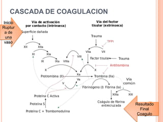 CASCADA DE COAGULACION
Resultado
Final
Coagulo
Inicio
Ruptur
a de
una
vaso
 