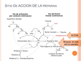 SITIO DE ACCION DE LA HEPARINA
ACTIVA
Bloquea en este
sitio la cascada
 