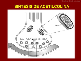 Dr. Mario A. Bolarte Arteaga

SINTESIS DE ACETILCOLINA

 