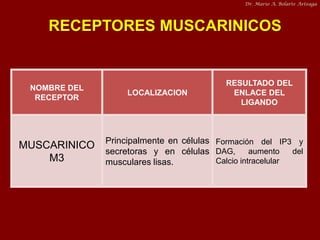 Dr. Mario A. Bolarte Arteaga

RECEPTORES MUSCARINICOS

NOMBRE DEL
RECEPTOR

MUSCARINICO
M3

LOCALIZACION

RESULTADO DEL
EN...