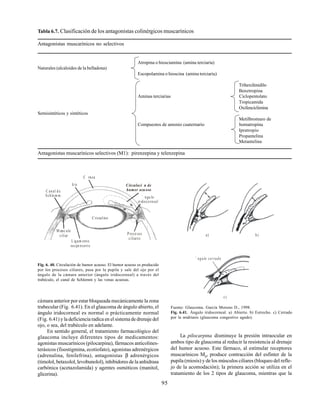 95
Tabla 6.7. Clasificación de los antagonistas colinérgicos muscarínicos
Antagonistas muscarínicos no selectivos
Atropina o hiosciamina (amina terciaria)
Naturales (alcaloides de la belladona)
Escopolamina o hioscina (amina terciaria)
Trihexifenidilo
Benztropina
Aminas terciarias Ciclopentolato
Tropicamida
Oxifenciclimina
Semisintéticos y sintéticos
Metilbromuro de
Compuestos de amonio cuaternario homatropina
Ipratropio
Propantelina
Metantelina
Antagonistas muscarínicos selectivos (M1): pirenzepina y telenzepina
cámara anterior por estar bloqueada mecánicamente la zona
trabecular (Fig. 6.41). En el glaucoma de ángulo abierto, el
ángulo iridocorneal es normal o prácticamente normal
(Fig. 6.41) y la deficiencia radica en el sistema de drenaje del
ojo, o sea, del trabéculo en adelante.
En sentido general, el tratamiento farmacológico del
glaucoma incluye diferentes tipos de medicamentos:
agonistas muscarínicos (pilocarpina), fármacos anticolines-
terásicos (fisostigmina, ecotiofato), agonistas adrenérgicos
(adrenalina, fenilefrina), antagonistas β adrenérgicos
(timolol, betaxolol, levobunolol), inhibidores de la anhidrasa
carbónica (acetazolamida) y agentes osmóticos (manitol,
glicerina).
a) b)
c)
` ngulo cerrado
Fig. 6. 40. Circulación de humor acuoso. El humor acuoso es producido
por los procesos ciliares, pasa por la pupila y sale del ojo por el
ángulo de la cámara anterior (ángulo iridocorneal) a través del
trabéculo, el canal de Schlemm y las venas acuosas.
C anal d e
Schle m m
Iris
C rnea
Circulaci n de
humor acuoso
` ngu lo
iridocorneal
Proce sos
ciliares
M œsc ulo
ciliar
L igam ento
suspe nsorio
C ristalino
Fuente: Glaucoma. García Moreno D., 1998.
Fig. 6.41. Ángulo iridocorneal. a) Abierto. b) Estrecho. c) Cerrado
por la midriasis (glaucoma congestivo agudo).
La pilocarpina disminuye la presión intraocular en
ambos tipo de glaucoma al reducir la resistencia al drenaje
del humor acuoso. Este fármaco, al estimular receptores
muscarínicos M3
, produce contracción del esfínter de la
pupila (miosis) y de los músculos ciliares (bloqueo del refle-
jo de la acomodación); la primera acción se utiliza en el
tratamiento de los 2 tipos de glaucoma, mientras que la
 
