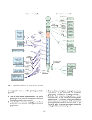 102
el SNA para los cuales se pueden aplicar algunas reglas
generales:
1. Todas las fibras motoras que abandonan el SNC liberan
acetilcolina, la cual interactúa con receptores nicotínicos
localizados en la placa neuromuscular.
2. Todas las fibras autónomas preganglionares liberan
acetilcolina, la cual interactúa con receptores nicotínicos
ganglionares.
Fig. 7.1 Representación anatómica del sistema nervioso autónomo.
3. Todas las fibras parasimpáticas posganglionares liberan
acetilcolina, la que interactúa con receptores
muscarínicos localizados en los órganos efectores.
4. Todas las fibras simpáticas posganglionares liberan
noradrenalina, la cual interactúa con receptores
adrenérgicosα yβ localizados en los órganos efectores.
Existe una excepción importante, donde la transmisión
posganglionar es debida a la acetilcolina, la que
interactúa sobre receptores muscarínicos: esto ocurre
en las glándulas sudoríparas (Fig. 7.2).
Sistema nervioso parasimpÆticoSistema nervioso simpÆtico
C
VII
IX
X
III
1
2
3
4
5
6
7
8
9
10
11
12
1
2
3
4
5
T
S1
2
3
4
5
Estructura
de la cabeza
y cuello:
ojos, vasos
sanguíneos,
glándulas
salivales, etc
Corazón
Pulmón
Médula suprarrenal
Vesícula biliar,
hígado, riñón,
estómago,
intestino delgado,
colon proximal
Colon distal
Recto, vejiga,
genitales externos Ganglio
mesentérico
inferior
Ganglio
mesentérico
superior
Ganglio
celiaco
Ganglios
prevertebrales
Ojo
Glándula
lagrimal
Glándula
sublingual
Glándula
submaxilar
Glándula
parótida
Aparato
respiratorio
Tracto
gastrointestinal
superior
Tracto
gastrointestinal
inferior
Genitales
externos
Corazón
Vejiga
Ganglio ciliar
Ganglio
esfenopalatino
Cuerda
timpánica Ganglio
sublingual
Ganglio
submaxilar
Ganglio
ótico
Nervios pélvicos
o erigentes
Ganglio estelar
Ganglios
cervicales:
Superior
Medio
Inferior
Cadena
simpática
paravertebral
Vasos sanguíneos,
glándulas sudoríparas
y folículos pilosos de
los miembros inferiores
 