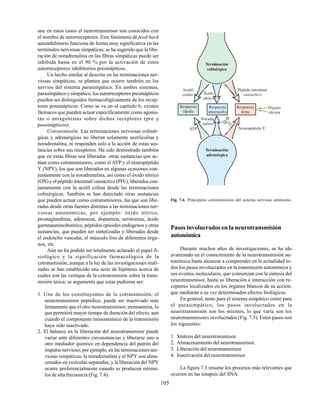 105
une en estos casos el neurotransmisor son conocidos con
el nombre de autorreceptores. Este fenómeno de feed-back
autoinhibitorio funciona de forma muy significativa en las
terminales nerviosas simpáticas; se ha sugerido que la libe-
ración de noradrenalina en las fibras simpáticas puede ser
inhibida hasta en el 90 % por la activación de estos
autorreceptores inhibitorios presinápticos.
Un hecho similar al descrito en las terminaciones ner-
viosas simpáticas, se plantea que ocurre también en los
nervios del sistema parasimpático. En ambos sistemas,
parasimpático y simpático, los autorreceptores presinápticos
pueden ser distinguidos farmacológicamente de los recep-
tores possinápticos. Como se ve en el capítulo 6, existen
fármacos que pueden actuar específicamente como agonis-
tas o antagonistas sobre dichos receptores (pre y
possinápticos).
Cotransmisión. Las terminaciones nerviosas colinér-
gicas y adrenérgicas no liberan solamente acetilcolina y
noradrenalina, ni responden solo a la acción de estas sus-
tancias sobre sus receptores. Ha sido demostrado también
que en estas fibras son liberadas otras sustancias que ac-
túan como cotransmisores, como el ATP y el neuropéptido
Y (NPY), los que son liberados en algunas ocasiones con-
juntamente con la noradrenalina, así como el óxido nítrico
(ON) y el péptido intestinal vasoactivo (PIV), liberados con-
juntamente con la acetil colina desde las terminaciones
colinérgicas. También se han detectado otras sustancias
que pueden actuar como cotransmisores, las que son libe-
radas desde otras fuentes distintas a las terminaciones ner-
viosas autonómicas, por ejemplo: óxido nítrico,
prostaglandinas, adenosina, dopamina, serotonina, ácido
gammaaminobutírico, péptidos opioides endógenos y otras
sustancias, que pueden ser sintetizadas y liberadas desde
el endotelio vascular, el músculo liso de diferentes órga-
nos, etc.
Aún no ha podido ser totalmente aclarado el papel fi-
siológico y la significación farmacológica de la
cotransmisión, aunque a la luz de las investigaciones reali-
zadas se han establecido una serie de hipótesis acerca de
cuáles son las ventajas de la cotransmisión sobre la trans-
misión única; se argumenta que estas pudieran ser:
1. Uno de los constituyentes de la cotransmisión, el
neurotransmisor peptídico, puede ser inactivado más
lentamente que el otro neurotransmisor, monoamina, lo
que permitirá mayor tiempo de duración del efecto, aun
cuando el componente monoamínico de la transmisión
haya sido inactivado.
2. El balance en la liberación del neurotransmisor puede
variar ante diferentes circunstancias y liberarse uno u
otro mediador químico en dependencia del patrón del
impulso nervioso; por ejemplo, en las terminaciones ner-
viosas simpáticas, la noradrenalina y el NPY son alma-
cenados en vesículas separadas, y la liberación del NPY
ocurre preferencialmente cuando se producen estímu-
los de alta frecuencia (Fig. 7.4).
Pasos involucrados en la neurotransmisión
autonómica
Durante muchos años de investigaciones, se ha ido
avanzando en el conocimiento de la neurotransmisión au-
tonómica hasta alcanzar a comprender en la actualidad to-
dos los pasos involucrados en la transmisión autonómica y
sus eventos moleculares, que comienzan con la síntesis del
neurotransmisor, hasta su liberación e interacción con re-
ceptores localizados en los órganos blancos de su acción,
que mediarán a su vez determinados efectos biológicos.
En general, tanto para el sistema simpático como para
el parasimpático, los pasos involucrados en la
neurotransmisón son los mismos, lo que varía son los
neurotransmisores involucrados (Fig. 7.5). Estos pasos son
los siguientes:
1. Síntesis del neurotransmisor.
2. Almacenamiento del neurotransmisor.
3. Liberación del neurotransmisor.
4. Inactivación del neurotransmisor.
La figura 7.5 resume los procesos más relevantes que
ocurren en las sinapsis del SNA.
Fig. 7.4. Principales cotransmisores del sistema nervioso autónomo.
Terminación
colinérgica
Terminación
adrenérgica
Acetil-
colina Ácido
nítrico
Péptido intestinal
vasoactivo
Órgano
efector
ATP
Noradre
nalina
Neuropéptido Y
Respuesta
rápida
Respuesta
intermedia
Respuesta
lenta
 