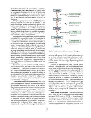 107
involucrado en la síntesis de noradrenalina y constituye
el paso limitante de la vía de síntesis Esta enzima puede
ser inhibida por el producto final de esta vía biosintética,
la noradrenalina, que provee el mecanismo de retroali-
mentación negativa para regular la velocidad de la reac-
ción de acuerdo con las concentraciones existentes de
ella misma.
El siguiente paso es la conversión de DOPA a dopamina,
reacción que es catalizada por la enzima DOPA
descarboxilasa, que se encuentra localizada, al igual que la
tirosina hidroxilasa, en el citoplasma de las neuronas
adrenérgicas, y a diferencia de esta última es una enzima
bastante inespecífica que puede catalizar la descarboxilación
de otros aminoácidos L-aromáticos, como la L-histidina y el
L-triptófano, los cuales son los precursores en la síntesis
de la histamina y la 5-HT respectivamente.
La dopaminaβ hidroxilasa (DBH) es también una enzi-
ma inespecífica, pero su distribución en el organismo se
limita únicamente a las células que sintetizan catecolaminas
y su localización, a diferencia de las enzimas anteriores, es
en el interior de las vesículas sinápticas, probablemente
unida a sus membranas, donde cataliza la conversión de
dopamina a noradrenalina. Se afirma que pequeñas cantida-
des de esta enzima son liberadas desde las terminaciones
nerviosas adrenérgicas en compañía de la noradrenalina, a
la llegada de un impulso nervioso a estas y, a diferencia de
la noradrenalina liberada que es rápidamente recaptada y
degradada hacia la terminación nerviosa o el órgano efector,
la DBH no está sujeta a una rápida degradación, por lo que
resulta factible medir sus concentraciones plasmáticas, lo
cual es muy útil como medida de la actividad nerviosa sim-
pática global.
Finalmente, la enzima feniletanolamina N-metiltrans-
ferasa (FNMT) cataliza la N-metilación de la noradrenalina
hacia adrenalina. La principal localización de esta enzima es
en la médula de las glándulas suprarrenales, las que contie-
nen una importante población de células liberadoras de
adrenalina (células A) y una pequeña proporción de células
liberadoras de noradrenalina (células N). En la figura 7.6 se
resumen los pasos involucrados en la síntesis del
neurotransmisor adrenérgico.
Almacenamiento del neurotransmisor. Casi la totali-
dad de la noradrenalina contenida en las terminales nervio-
sas simpáticas se encuentra en el interior de las vesículas
sinápticas; ocurre algo similar con la acetilcolina en el caso
de la neurotransmisión colinérgica y con otros
neurotransmisores como algunas sustancias peptídicas,
aminoácidos y las purinas. Únicamente, una muy pequeña
proporción de la noradrenalina se encuentra libre en el cito-
plasma de la neurona adrenérgica en circunstancias norma-
les. Es posible vencer el gradiente de concentración y lo-
grar de esta forma alcanzar concentraciones tan altas del
neurotransmisor en el interior de la vesícula, gracias a un
mecanismo de transporte activo (que guarda cierta simili-
Fig. 7.6 Pasos de la síntesis del neurotransmisor adrenérgico.
tud con el de la recaptación de la noradrenalina en la termi-
nal nerviosa) realizado a través de proteínas transportado-
ras; pero en este caso el mediador químico es arrastrado
hacia el interior de la vesícula por el gradiente protónico
transvesicular.
Además de la noradrenalina, estas vesículas contie-
nen otros 2 constituyentes, que son liberados conjunta-
mente con la noradrenalina y desempeñan también un im-
portante papel en la neurotransmisión adrenérgica. El pri-
mero es el ATP, que ya lo mencionamos cuando hablamos
de la cotransmisión en el SNA, y la segunda sustancia es
una proteína llamada cromogranina A. Se plantea que estas
sustancias forman un complejo reversible con la
noradrenalina, fundamentalmente a través de interacciones
de carga entre esta última y el ATP. Estos complejos son
muy útiles porque, en primer lugar, reducen la osmolaridad
en el interior de las vesículas y también porque disminuyen
el escape de la noradrenalina del interior de las vesículas
sinápticas hacia el citoplasma de la terminación nerviosa
adrenérgica.
Liberacióndenoradrenalina.Elmecanismofundamen-
tal por medio del cual los neurotransmisores son liberados,
tanto en el SNC como en el SNP, es la exocitosis; el
neurotransmisor en cuestión es almacenado en el interior
de vesículas sinápticas, las cuales, en respuesta al incre-
mento de las concentraciones intracelulares de calcio, se
fusionan temporalmente con la membrana celular de la ter-
Tirosina
DOPA
Dopamina
Noradrenalina
Adrenalina
Tetrahidrobiopterina
Tirosina hidroxilasa
Ácido ascórbico
Dopamina
hidroxilasa
Fosfato de piridoxal
Dopa descarboxilasa
S-adenosilmetionina
Feniletanolamina
N-metiltransferasa
 