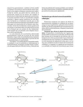 116
músculo liso gastrointestinal y también en forma soluble
en el plasma. Esta enzima no está asociada de manera signi-
ficativa a las sinapsis colinérgicas y presenta menor especi-
ficidad de sustrato, que puede inactivar, además de la
acetilcolina, muchos de sus ésteres, por ejemplo la
butirilcolina (es hidrolizada más rápido que la acetilcolina),
la procaína (anestésico local), la succinilcolina (relajante
muscular) y algunos agentes anestésicos de corta dura-
ción. Su función no es totalmente conocida, pero se sabe
que la butirilcolinesterasa plasmática desempeña un impor-
tante papel en la inactivación de los fármacos antes men-
cionados. Se han descrito diferentes variantes genéticas de
esta enzima, lo que puede influir en la duración de la acción
de los fármacos que son sustratos de ella, fundamental-
mente aquellos que son utilizados como relajantes muscu-
lares como la succinilcolina.
La corta duración de la acetilcolina administrada
parenteralmente resulta de la acción de esta enzima
plasmática, la que unida a la acetilcolinesterasa mantienen
sus niveles prácticamente indetectables lo que hace de esta
un neurotransmisor y no una hormona.
En la figura 7.10 se puede apreciar el mecanismo quími-
co mediante el cual la acetilcolina es hidrolizada por la
acetilcolinesterasa, al transferir un grupo acetilo a la posi-
ción del grupo hidroxilo (OH) de la serina, y liberar de esta
forma una molécula de la enzima acetilada y una molécula
de colina. Posteriormente, la hidrólisis espontánea del gru-
po acetilo de la serina ocurre rápidamente.
Sustancias que afectan la neurotransmisión
colinérgica
Numerosas sustancias son capaces de afectar la
neurotransmisión colinérgica en cualquiera de sus pasos,
aunque la mayor significación y aplicación clínica la tienen
aquellas que afectan la degradación del neurotransmisor, al
actuar sobre la acetilcolinesterasa, y bloquear la inactivación
de la acetilcolina.
Sustancias que afectan la síntesis del neurotrans-
misor. El hemicolinio y la trietilcolina son 2 agentes que
pueden inhibir la síntesis de la acetilcolina, por bloqueo del
paso limitante de la velocidad de esta reacción, que es el
transporte de la colina (ya mencionado) hacia el interior de
la terminación nerviosa. El primero es un inhibidor competi-
tivo del mecanismo de captación de colina, pero a su vez
muy poca cantidad de él entra al interior de la terminación
colinérgica, y el segundo sí es captado por este mecanismo
y es acetilado en el interior de la terminación para formar
Fig. 7.10. Inactivación de la acetilcolina por la enzima acetilcolinesterasa.
Acetilcolinesterasa
His Ser
Acetilcolina
H O-NHN
O- -C CH3
O
--
-
(CH ) N CH CH3 3 2 2- -
+
Enzima acetilada
His Ser
ONHN
C CH- 3
O
--
(CH ) N CH CH3 3 2 2- - -OH
+
-
Ácido acético
Enzima activa
His Ser
H O-NHN
HO- -C CH3
O
--
+
Agua
His Ser
ONHN
C CH- 3
O
--
-
Enzima acetilada
H
-
-
O
H
+
 