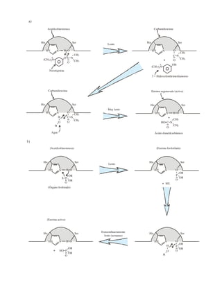 119
P
OR
OR
--
(Enzima activa)
His Ser
H O-NHN
HO-
O
--
+
lento (semanas)
P
O
--
OR
OR
--
His Ser
ONHN
-
H
-
-
O
H
(Acetilcolinesterasa)
His Ser
(Órgano fosforado)
H O-NHN
X-P
O
--
OR
OR
--
P
O
--
OR
OR
--
(Enzima fosforilada)
His Ser
ONHN
-
+ HX
Extraordinariamente
b)
Lento
Acetilcolinesterasa
His Ser
Neostigmina
H O-NHN
O- -C N
O
--
-
(CH ) N3 3 -
+
CH3
CH3
--
Lento
Muy lento
Carbamilenzima
His Ser
ONHN
-
3 - Hidroxifeniltrimetilamonio
C N-
O
---
(CH ) N3 3 -
+
CH3
CH3
--
OH
+
Agua
His Ser
ONHN
C N-
O
--
-
Carbamilenzima
H
-
-
O
H
CH3
CH3
--
C N-
Ácido dimetilcarbámico
Enzima regenerada (activa)
His Ser
H O-NHN
HO-
O
--
+
CH3
CH3
--
a)
 