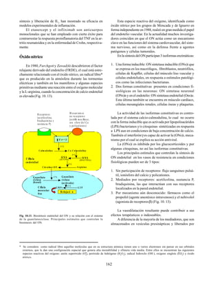 162
* Se considera como radical libre aquellas moléculas que en su estructura atómica tienen uno o varios electrones sin parear en sus orbitales
externos, que le dan una configuración espacial que genera alta inestabilidad y efímera vida media. Entre ellos se encuentran las siguientes
especies reactivas del oxígeno: anión superóxido (O2
), peróxido de hidrógeno (H2
O2
), radical hidroxilo (OH ), oxígeno singlete (ÊO2
) y óxido
nítrico.
_
síntesis y liberación de IL1
han mostrado su eficacia en
modelos experimentales de inflamación.
El etanercept y el infliximab son anticuerpos
monoclonales que se han empleado con cierto éxito para
contrarrestar la respuesta proinflamatoria del TNF en la ar-
tritis reumatoidea y en la enfermedad de Crohn, respectiva-
mente.
Óxidonítrico
En 1980, Furchgott y Zawadzki descubrieron el factor
relajante derivado del endotelio (FRDE), el cual está estre-
chamente relacionado con el óxido nítrico, un radical libre*
que es producido en la atmósfera durante las tormentas
eléctricas y también en los mamíferos y algunas especies
primitivas mediante una reacción entre el oxígeno molecular
y la L-arginina, cuando la concentración de calcio endotelial
es elevada (Fig. 10. 13).
Esta especie reactiva del oxígeno, identificada como
óxido nítrico por los grupos de Moncada y de Ignarro en
forma independiente en 1988, realzó en gran medida el papel
del endotelio vascular. En la actualidad muchos investiga-
dores coinciden en que el ON actúa como un mecanismo
clave en las funciones del sistema cardiovascular, del siste-
ma nervioso, así como en la defensa frente a agentes
patógenos y células tumorales.
En la síntesis del ON participan 3 isoformas enzimáticas:
1. Una forma inducible: ON sintetasa inducible (ONs)i que
se expresa en los macrófagos, fibroblastos, neutrófilos,
células de Kupffer, células del músculo liso vascular y
células endoteliales, en respuesta a estímulos patológi-
cos como las infecciones bacterianas.
2. Dos formas constitutivas presentes en condiciones fi-
siológicas en las neuronas: ON sintetasa neuronal
(ONs)n y en el endotelio: ON sintetasa endotelial (Ons)e.
Esta última también se encuentra en músculo cardíaco,
células mesangiales renales, células óseas y plaquetas.
La actividad de las isoformas constitutivas es contro-
lada por el sistema calcio-calmodulina, lo cual no ocurre
con la forma inducible que es activada por lipopolisacáridos
(LPS) bacterianos y/o citoquinas sintetizadas en respuesta
a LPS aun en condiciones de baja concentración de calcio.
También el interferónγ es capaz de activar la (ONs)i, meca-
nismo por el cual se explica su acción antiviral.
La (ONs)i es inhibida por los glucocorticoides y por
algunas citoquinas, no así las isoformas constitutivas.
Los principales estímulos que controlan la síntesis de
ON endotelial en los vasos de resistencia en condiciones
fisiológicas pueden ser de 3 tipos:
1. Sin participación de receptores: flujo sanguíneo pulsá-
til, ionósforo del calcio y policationes.
2. Mediados por receptores: acetilcolina, sustancia P,
bradiquinina, las que interactúan con sus receptores
localizados en la pared endotelial.
3. Por mecanismo aún desconocido: fármacos como el
propofol (agente anestésico intravenoso) y el nebivolol
(agonista de receptoresβ) (Fig. 10. 13).
La vasodilatación resultante puede contribuir a sus
efectos terapéuticos o indeseables.
A diferencia de la mayoría de los mediadores, que son
almacenados en vesículas presinápticas y liberados por
Fig. 10.13. Biosíntesis endotelial del ON y su relación con el sistema
de la guanilatociclasa. Principales estímulos que controlan la
biosíntesis del ON.
-
R eceptores
(ac etilcolina,
bra diquinina y
sustancia P)
M ecan ism os
no re ce ptore s
(estrØs m ecÆnico,
ion sforo de l Ca
y policationes)
Ca++]i
Calm odulina Ca- Calm odulina
(+)
[
(+)
C Ølu la O N S O N S
en dotelial
(ACT IVA) (INA CT IVA)
(+)
Citr ulina+O N Arginina
(+)Guanilato
ciclasa
(basal)
(+)
G M P c G TPC Ølula
muscu lar
lisa
R elaja ci n
Guanilato
(activada)
ciclasa
 