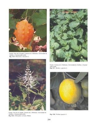 204
Fuente: Foto de H Joseph. Cortesía de L Robineau. Universidad de
Antillas y Guyana/enda-caribe.
Fig. 13.5. Momordica charantia L.
Fuente: Foto de H Joseph. Cortesía de L Robineau. Universidad de
Antillas y Guyana/enda-caribe.
Fig. 13.6. Orthosiphon aristatus Blume.
Fuente: Cortesía de L Robineau. Universidad de Antillas y Guyana/
enda-caribe.
Fig. 13.7. Mentha x piperita L.
Fig. 13.8. Psidium guajava L.
 