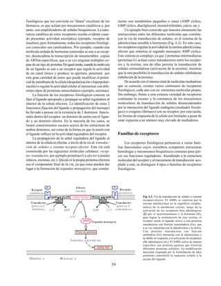59
fisiológicos que los convierte en "diana" excelente de los
fármacos, es que actúan por mecanismos catalíticos y, por
tanto, son amplificadores de señales bioquímicas. La natu-
raleza catalítica de estos receptores resulta evidente cuan-
do presentan actividad enzimática (ejemplo, receptor de
insulina), pero formalmente, todos los receptores fisiológi-
cos conocidos son catalizadores. Por ejemplo, cuando una
molécula aislada de hormonas esteroides se une a su recep-
tor, desencadena la transcripción de innumerables copias
de ARNm específicos, que a su vez originan múltiples co-
pias de un tipo de proteína.Deigualmodo,cuandolamolécula
de un ligando se une a un receptor que regula la actividad
de un canal iónico y produce su apertura, penetrará por
este gran cantidad de iones que puede modificar el poten-
cial de membrana de la célula (despolarización o hiperpolari-
zación) o regular la actividad celular al interactuar con dife-
rentes tipos de proteínas intracelulares (ejemplo, enzimas).
La función de los receptores fisiológicos consiste en
fijar el ligando apropiado y propagar su señal reguladora al
interior de la célula efectora. La identificación de estas 2
funciones (fijación del ligando y propagación del mensaje)
ha llevado a pensar en la existencia de 2 dominios funcio-
nales dentro del receptor: un dominio de unión con el ligan-
do y un dominio efector. En la mayoría de los casos, se
tienen conocimientos escasos acerca de las estructuras de
ambos dominios, así como de la forma en que la unión con
el ligando influye en la actividad reguladora del receptor.
La propagación de la señal reguladora del ligando al
interior de la célula se efectúa a través de lavía de transduc-
ción de señales o sistema receptor-efector. Esta vía está
constituida por las siguientes moléculas celulares: recep-
tor, transductor, por ejemplo proteínas G yefector (canales
iónicos, enzimas, etc.). Quizás ni la propia proteína efectora
sea el componente final de la vía, ya que estas pueden dar
lugar a la formación de segundos mensajeros, que común-
R eceptor
( )inh ibitorio
Efector
( )enzima
A denilciclasa
G TP GD P
R eceptor
( )excitatorio
G DP GT P
AT P
Segundo mensajero
Prote na quinasa
EFEC TO
G i G s
H
2
H
Tran sdu ctor
(
)
pro te n a G
inh ibid ora
Tran sdu ctor
(
)
pro te n a G
estim uladora
Fosforilaci n de p rote nas
Inhibici n A ctiv aci n
mente son metabolitos pequeños o iones (AMP cíclico,
GMP cíclico, diacilglicerol, inositol trifosfato, calcio, etc.).
Un ejemplo bien conocido que muestra claramente las
interacciones entre las diferentes moléculas que constitu-
yen la vía de transducción de señales, es el sistema de la
adenilciclasa sensible a hormonas (Fig. 6.2). En este caso,
los receptores regulan la actividad de la enzima adenilciclasa,
efector que sintetiza al segundo mensajero AMP cíclico.
Este sistema es complejo, ya que 2 proteínas intermediarias
(proteínas G) actúan como transductores entre los recepto-
res y la enzima; una de ellas permite la transducción de
señales estimuladoras (activación de la enzima), mientras
que la otra posibilita la transducción de señales inhibidoras
(inhibición de la enzima).
Deacuerdoconelnúmerototaldemoléculasmediadoras
que se conocen, existen varios centenares de receptores
fisiológicos, cada uno con su estructura molecular propia.
Sin embargo, frente a esta extensa variedad de receptores
contrastan la escasez y la constancia de los mecanismos
moleculares de transducción de señales desencadenados
por la interacción del ligando endógeno (mediador fisioló-
gico) o exógeno (fármaco) con su receptor; por esta razón,
las formas de respuesta de la célula son limitadas a pesar de
estar expuesta a un número muy elevado de mediadores.
Familias de receptores
Los receptores fisiológicos pertenecen a varias fami-
lias funcionales cuyos miembros comparten estructuras
homólogas y mecanismos bioquímicos comunes para ejer-
cer sus funciones reguladoras. Atendiendo a la estructura
molecular del receptor y al mecanismo de transducción aco-
plado a este, se distinguen 4 tipos o familias de receptores
fisiológicos.
Fig. 6.2. Vía de transducción de señales o sistema
receptor-efector. El AMPc se sintetiza por la
enzima adenilciclasa en la superficie citoplas-
mática de la membrana celular, luego de la
activación de los receptores beta adrenérgicos
(β) por el neurotransmisor o la hormona (H);
para lograr la estimulación de esta enzima, el
receptor unido al ligando activa a una proteína
transductora con función estimuladora (Gs), que
a su vez interactúa con la adenilciclasa y la activa.
Una proteína transductora con función
inhibidora (Gi) interactúa con la adeniciclasa y
la inhibe en respuesta a la activación de receptores
alfa adrenérgicos (α2
). El AMPc activa de manera
específica una proteína quinasa que fosforila
diferentes proteínas celulares. La modificación
funcional originada por la fosforilación de tales
proteínas constituirá la respuesta celular a la
acción del ligando.
 