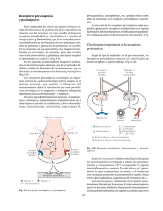 65
Receptores presinápticos
y possinápticos
Para comprender los efectos de algunos fármacos re-
sulta útil diferenciar la localización de los receptores en
relación con las neuronas; en estas pueden distinguirse
receptores somadendríticos (localizados en o cercanos al
cuerpo celular y las dendritas), que al ser activados provo-
can modificación de las funciones de estas estructuras (sín-
tesis de proteínas o generación de potenciales de acción).
En las neuronas son los equivalentes a los receptores loca-
lizados en estructuras no neurales, pero que reciben
inervación (músculo liso y glándulas), este tipo de receptor
es denominado possináptico (Fig. 6.9).
En las neuronas existen también receptores localiza-
dos en las terminaciones axónicas, que al ser activados fa-
cilitan o inhiben la liberación del neurotransmisor; por su
ubicación, a estos receptores se les denominapresinápticos
(Fig.6.9).
Los receptores presinápticos constituyen un impor-
tante sistema de regulación fisiológica de las sinapsis en el
sistema nervioso, que modula la liberación del
neurotransmisor desde la terminación nerviosa (modula-
ción presináptica) en respuesta a múltiples influencias
reguladoras de carácter facilitador o inhibidor.
Diversos tipos de terminaciones nerviosas (noradrenér-
gicas, colinérgicas, dopaminérgicas, triptaminérgicas, etc.)
están sujetos a este tipo de modulación, y diferentes media-
dores (catecolaminas, acetilcolina, angiotensina II,
Term inaci n n erviosa
N T
C anal de C a
2+
C anal de C a
2+
C a
2+
C a
2+
C a
2+
E xocitosis
N T
R eceptor
pre sinÆptico
inh ibidor
R eceptor
pre sinÆptico
fac ilita dor
R eceptores possinÆpticos
Inhibici n Activac i n
N T: Neu rotransm isor
Fig. 6.9. Receptores presinápticos y possinápticos.
prostaglandinas, neuropéptidos, etc.) pueden influir sobre
ellas al interactuar con receptores presinápticos específi-
cos.
La mayoría de los receptores presinápticos están aco-
plados a proteínas G (receptores metabotrópicos) y regulan
la liberación del neurotransmisor, modificando principalmen-
te la entrada de calcio en la terminación nerviosa (Fig. 6.9).
Clasificación e importancia de los receptores
presinápticos
Según el tipo de mediador con el que interactúan, los
receptores presinápticos pueden ser clasificados en
heterorreceptores y autorreceptores (Fig. 6.10).
ACNA
AC
NA
Term inaci n
nerviosa
sim pÆtica
Term inaci n
nerviosa
parasim pÆtica
M œscu lo liso GlÆndula
exocrina
C Ølula s
endote liales
NA : Noradrenalina
AC : Acetilc olin a
Pg: Prostaglandinas
ON : xido n trico
He tero rreceptores
Au torrece ptores
Pg ONNA AC
Inhibe la liberaci n del ne urotransm isor
E stim ula la lib eraci n de l neurotransm isor
Fig. 6.10. Receptores presinápticos. Autorreceptores y heterorre-
ceptores.
Los heterorreceptoresinhiben o facilitan la liberación
del neurotransmisor en respuesta a señales de neurotrans-
misores y cotransmisores (ATP, neuropéptido Y, péptido
intestinal vasoactivo, sustancia P, óxido nítrico, etc.) proce-
dentes de otras terminaciones nerviosas, o al interactuar
con sustancias producidas localmente en los tejidos (óxido
nítrico, prostaglandinas, angiotensina II, histamina, etc.).
Los autorreceptores interactúan con el propio neuro-
transmisor liberado por la neurona. Existen autorreceptores
que al ser activados inhiben la liberación del neurotransmisor
(sistema de retroalimentación negativa), mientras que otros
 