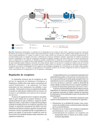 72
Bloqueadores de
los canales de Ca2+
D espolarizaci n
Q CL M
+
A ctina
C Ølula d e mœsculo liso
A ngiotensina II
N oradrena lina
C oncentra ci n de
calcio in trac elular
C a2+
[ ]C a
2+
C alm odulina C a - C alm odulina
M iosin a M iosina - P
M iosin a fosfatasa
C ON T RA CC I N
C a2+
N a+
[ ]C a2+
1 32
Inhibici n
A ctiva ci n
R R
R : R eceptor
Fig. 6.24. Antagonismo farmacológico no competitivo de los bloqueadores de los canales de calcio frente a agonistas que provocan contracción
del músculo liso vascular. La entrada de calcio al interior del músculo liso vascular se efectúa a través de canales voltaje sensibles (2) y de canales
iónicos receptor-dependientes (3). Aunque los canales de calcio voltaje sensibles son activados por cambios de potencial (despolarización), su
actividad también puede ser regulada (activación o inhibición) por numerosos mediadores (ejemplo, angiotensina II) mediante mecanismos
proteína G dependientes o por medio de la producción intracelular de segundos mensajeros, que luego actúan sobre la porción intracelular del
canal. La angiotensina II y los agonistas α adrenérgicos (ejemplo, noradrenalina) al interactuar con sus receptores (1) y (3), respectivamente,
provocan la apertura de los canales de calcio voltaje sensibles, lo cual favorece la entrada del calcio extracelular. El aumento en la concentración
de calcio intracelular produce finalmente contracción de la célula muscular, debido a la activación de la quinasa de la cadena liviana de la miosina
(QCLM) Ca2+
/ calmodulina-dependiente; esta enzima fosforila la cadena liviana de la miosina, lo que posibilita la interacción actina-miosina y
el desarrollo de la tensión. Los bloqueadores de los canales de calcio (nifedipina, nimodipina, etc.), al interactuar con los canales voltaje sensibles,
impiden la entrada de calcio a la célula y su participación en el mecanismo contráctil, de este modo, antagonizan de forma no competitiva la
acción vasoconstrictora de la angiotensina II y de los agonistas α adrenérgicos.
Regulación de receptores
Es importante reconocer que los receptores no solo
inician la regulación de fenómenos fisiológicos y
bioquímicos, también ellos están sujetos a mecanismos de
control homeostático y de regulación. Las bases
moleculares de estos mecanismos son múltiples y poco
conocidas. Teóricamente al menos, la regulación de recepto-
res puede ser explicada por modificaciones en elnúmero de
receptores, en la afinidad o en la eficacia de los mecanis-
mos efectores.
El proceso de regulación de los receptores está gober-
nado en gran medida por los propios fármacos; en este
sentido puede decirse que los fármacos regulan la sensibi-
lidad de la célula, o mejor dicho, la respuesta farmacológica
mediante la modificación de sus receptores específicos, por
ejemplo, la exposición sostenida de una célula a una con-
centración elevada de un fármaco agonista ocasiona la dis-
minución e incluso, la pérdida total de su capacidad de res-
puesta a ese agente, lo cual recibe el nombre de estado de
desensibilización (también llamado estado refractario o de
regulación sustractiva).
La desensibilización es un componente importante de la
capacidad homeostática en los procesos de activación celu-
lar, ya que posibilita que la célula quede protegida frente a la
estimulación excesiva o prolongada. Este fenómeno aparece
con el uso de fármacos agonistas, cuando se desarrolla de
manera rápida se le denominatolerancia agudaotaquifilaxia
y si lo hace de forma lenta, durante días,tolerancia crónica.
El proceso de desensibilización puede adquirir enorme
importancia en situaciones terapéuticas, un ejemplo serían
las respuestas atenuadas al empleo repetido de agonistas
β2
adrenérgicos (broncodilatadores) para el tratamiento del
asma bronquial.
Entre los mecanismos moleculares propuestos para
explicar la desensibilización se encuentran los siguientes:
1. Disminución en la afinidad del receptor como conse-
cuencia de modificaciones conformacionales inducidas
por la acción del fármaco.
2. Disminución en el número de receptores (regulación
por disminución o down regulation) debido a:
a) Internalización de receptores: los receptores son
transportados hacia el interior de la célula y poste-
riormente degradados.
 