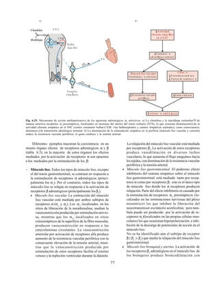 77
Transm isi n
adren Ørgica term inal
A ctiv idad
eferente simpÆtica
en el SNC
Vasodilataci n a rteriola r
Mœsculo liso vascular
G asto c ard aco
Coraz n
Frecu enc ia card ac a
Fuerz a de contra cci n
R esistencia vasc ular
perifØrica
TEN SI N A RTERIAL
b)a)
Clonidina
Metildopa
N TS
C VM
S N C
( )2
( )
B ulbo
raq u deo
()
( )
( )
( )
N A
N AG anglios
sim pÆticos
Fig. 6.25. Mecanismo de acción antihipertensivo de los agonistas adrenérgicos α2
selectivos. a) La clonidina y la metildopa estimulan + de
manera selectiva receptores α2
possinápticos, localizados en neuronas del núcleo del tracto solitario (NTS), lo que ocasiona disminución - de la
actividad eferente simpática en el SNC (centro vasomotor bulbar-CVM- vías bulboespinales y centros simpáticos espinales); como consecuencia,
disminuye - la transmisión adrenérgica terminal. b) La disminución de la estimulación simpática en la periferia (músculo liso vascular y corazón)
reduce la resistencia vascular periférica, el gasto cardíaco y la tensión arterial.
Diferentes ejemplos muestran la coexistencia en un
mismo órgano efector de receptores adrenérgicos α y β
(tabla 6.3); en la mayoría de estos órganos los efectos
mediados por la activación de receptores α son opuestos
a los mediados por la estimulación de los β:
− Músculo liso. Todos los tipos de músculo liso, excepto
el del tracto gastrointestinal, se contraen en respuesta a
la estimulación de receptores α adrenérgicos (princi-
palmente los α1
). Por el contrario, todos los tipos de
músculo liso se relajan en respuesta a la activación de
receptores β adrenérgicos (principalmente losβ2
).
• Músculo liso vascular. La contracción del músculo
liso vascular está mediada por ambos subtipos de
receptores α (α1
y α2
). Los α1
, localizados en los
sitios de liberación de la noradrenalina, median la
vasoconstricción producida por estimulación nervio-
sa, mientras que los α2
, localizados en sitios
extrasinápticos de la superficie de la fibra muscular,
producen vasoconstricción en respuesta a las
catecolaminas circulantes. La vasoconstricción
arteriolar por activación de receptores alfa produce
aumento de la resistencia vascular periférica con la
consecuente elevación de la tensión arterial, mien-
tras que la venoconstricción producida por
estimulación de estos receptores facilita el retorno
venoso y la repleción ventricular durante la diástole.
La relajación del músculo liso vascular está mediada
por receptores β2
.La activación de estos receptores
produce vasodilatación en diversos lechos
vasculares, lo que aumenta el flujo sanguíneo hacia
los tejidos, con disminución de la resistencia vascular
periférica y la tensión arterial.
• Músculo liso gastrointestinal. El poderoso efecto
inhibitorio del sistema simpático sobre el músculo
liso gastrointestinal está mediado tanto por recep-
tores α como por receptores β; este es el único tipo
de músculo liso donde los α receptores producen
relajación. Parte del efecto inhibitorio es causado por
la estimulación de receptores α2
presinápticos (lo-
calizados en las terminaciones nerviosas del plexo
mientérico) los que inhiben la liberación del
neurotransmisor excitatorio acetilcolina; pero tam-
bién puede ser producido por la activación de re-
ceptores α1
(localizados en las propias células mus-
culares) los que ocasionan hiperpolarización e inhi-
bición de la descarga de potenciales de acción en el
músculo liso.
No se ha identificado aún el subtipo de receptor
β ( β1
o β2
) que media la relajación del músculo liso
gastrointestinal.
• Músculo liso bronquial y uterino. La activación de
los receptoresβ2
adrenérgicos en el músculo liso de
los bronquios produce broncodilatación con
 