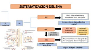 SISTEMATIZACION DEL SNA
SN
SNC
SNA
Actúa conscientemente y
activamente en la percepción
Responsable del variado ajuste de
las variaciones del medio externo
Visceral, vegetativo o
involuntario
Componentes:cortical,subcortical y
espinal
Regula múltiples funciones
S.
endocrino
SNP
PORCION
EFERENTE
SISTEMA
NERVIOSO
SOMATICO
Actividad
voluntaria y
contracción
muscular
 