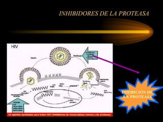 INHIBIDORES DE LA PROTEASA INHIBICIÓN DE  LA PROTEASA 