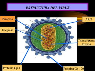 ESTRUCTURA DEL VIRUS Proteína Gp 120 Proteína Gp 41 Integrasa Transcriptasa Inversa Proteasa ARN 