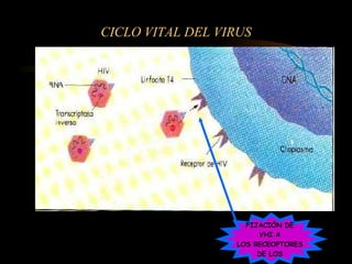 CICLO VITAL DEL VIRUS FIJACIÓN DE  VHI A  LOS RECEOPTORES  DE LOS  