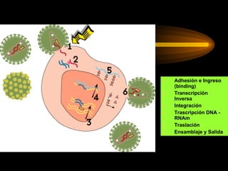 Adhesión e Ingreso (binding) Transcripción Inversa Integración  Trascripción DNA - RNAm Traslación Ensamblaje y Salida 