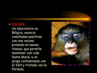 EN  2001:   Un laboratorio en Bélgica, anuncia resultados positivos con una vacuna probada en monos rhesus, que permite mantener con vida hasta ahora, a un grupo contaminado con el VIH y tratado con la fórmula. 