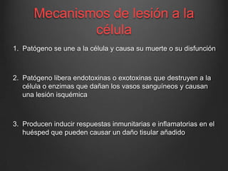 Mecanismos de lesión a la
célula
1. Patógeno se une a la célula y causa su muerte o su disfunción

2. Patógeno libera endotoxinas o exotoxinas que destruyen a la
célula o enzimas que dañan los vasos sanguíneos y causan
una lesión isquémica

3. Producen inducir respuestas inmunitarias e inflamatorias en el
huésped que pueden causar un daño tisular añadido

 