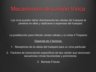 Mecanismos de Lesión Vírica
Los virus pueden dañar directamente las células del huésped al
penetrar en ellas y replicarse a expensas del huésped

La predilección para infectar ciertas células y no otras = Tropismo
Depende de 3 factores:
1. Receptores de la célula del huésped para un virus particular
2. Factores de transcripción específicos de tipo celular que reconocen
secuencias víricas favorecidas y promotoras
3. Barreas Físicas

 