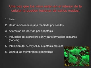 Una vez que los virus están en el interior de la
celular la pueden lesionar de varios modos:
1. Lisis

2. Destrucción inmunitaria mediada por células
3. Alteración de las vías por apoptosis
4. Inducción de la proliferación y transformación celulares
(cáncer)
5. Inhibición del ADN y ARN o síntesis proteica
6. Daño a las membranas plasmáticas

 