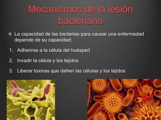 Mecanismos de la lesión
bacteriana
La capacidad de las bacterias para causar una enfermedad
depende de su capacidad:
1. Adherirse a la célula del huésped
2. Invadir la célula y los tejidos
3. Liberar toxinas que dañen las células y los tejidos

 