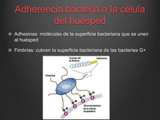 Adherencia bacteria a la célula
del huésped
Adhesinas: moléculas de la superficie bacteriana que se unen
al huésped
Fimbrias: cubren la superficie bacteriana de las bacterias G+

 