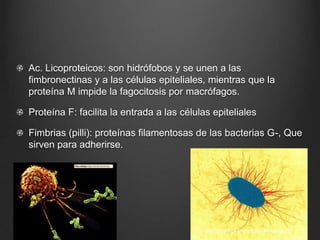 Ac. Licoproteicos: son hidrófobos y se unen a las
fimbronectinas y a las células epiteliales, mientras que la
proteína M impide la fagocitosis por macrófagos.
Proteína F: facilita la entrada a las células epiteliales
Fimbrias (pilli): proteínas filamentosas de las bacterias G-, Que
sirven para adherirse.

 