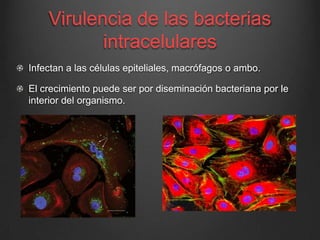 Virulencia de las bacterias
intracelulares
Infectan a las células epiteliales, macrófagos o ambo.

El crecimiento puede ser por diseminación bacteriana por le
interior del organismo.

 