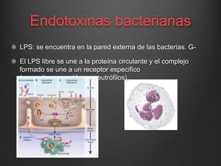 Endotoxinas bacterianas
LPS: se encuentra en la pared externa de las bacterias. G-

El LPS libre se une a la proteína circulante y el complejo
formado se une a un receptor especifico
(monocitos, macrófagos neutrófilos).

 