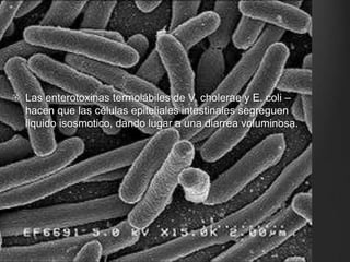 Las enterotoxinas termolábiles de V. cholerae y E. coli –
hacen que las células epiteliales intestinales segreguen
liquido isosmotico, dando lugar a una diarrea voluminosa.

 