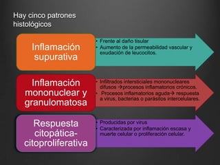 Hay cinco patrones
histológicos

Inflamación
supurativa

• Frente al daño tisular
• Aumento de la permeabilidad vascular y
exudación de leucocitos.

Inflamación
mononuclear y
granulomatosa

• Infiltrados intersticiales mononucleares
difusos procesos inflamatorios crónicos.
• Procesos inflamatorios aguda respuesta
a virus, bacterias o parásitos intercelulares.

Respuesta
citopáticacitoproliferativa

• Producidas por virus
• Caracterizada por inflamación escasa y
muerte celular o proliferación celular.

 